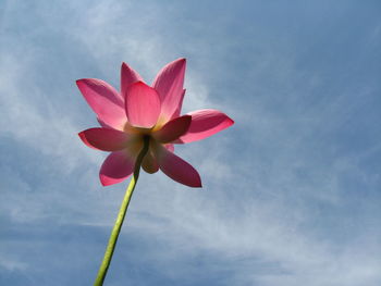 Low angle view of pink flower against sky