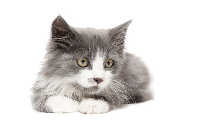 Close-up portrait of a cat against white background