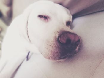 Close-up portrait of dog