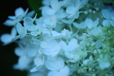 Close-up of white flowers blooming outdoors