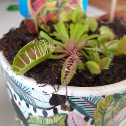 High angle view of potted plant