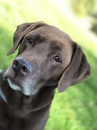 Close-up portrait of dog