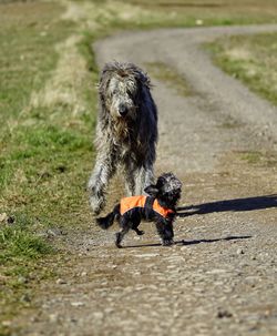 Dog running on road