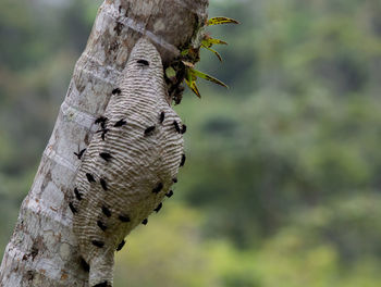 Close-up of insect on tree trunk