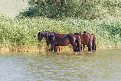 Horse standing in a field