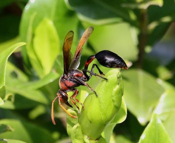 Close-up of insect on plant