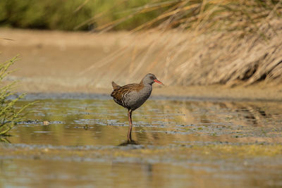 Bird in a lake