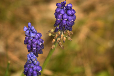 Close-up of purple flowering plant