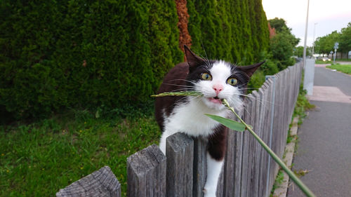 Portrait of a cat on wooden fence