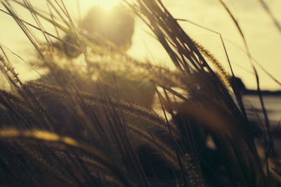 Close-up of grass growing outdoors during sunset