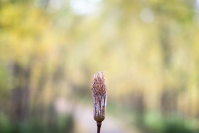 Close-up of flowering plant on field