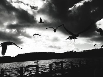 Silhouette birds flying over sea against sky