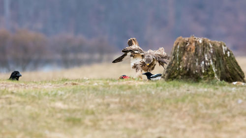 Two birds flying in the field