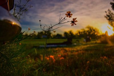 Close-up of flowers growing in field at sunset