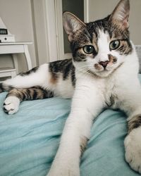 Portrait of cat lying on sofa