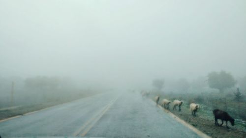 View of sheep on road