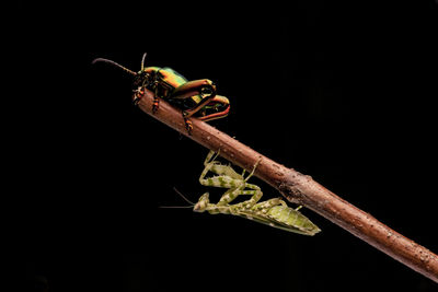 Close-up of damselfly perching on plant against black background