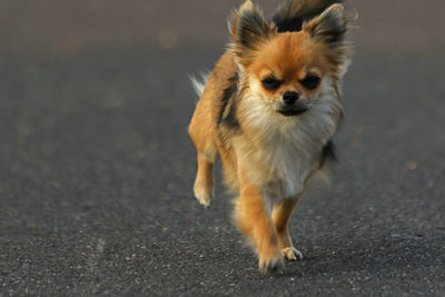 Portrait of chihuahua walking on road