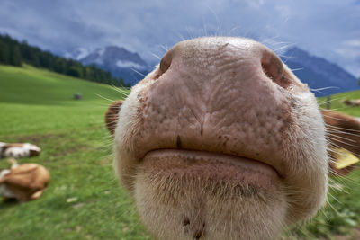 Close-up of sheep on field