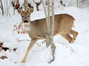 Portrait of deer running on snow covered field