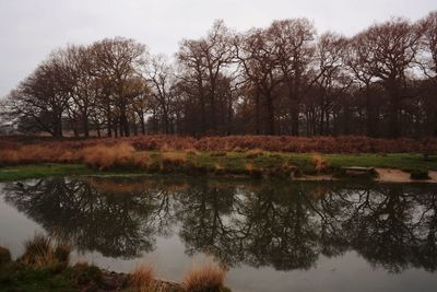 Reflection of trees in water