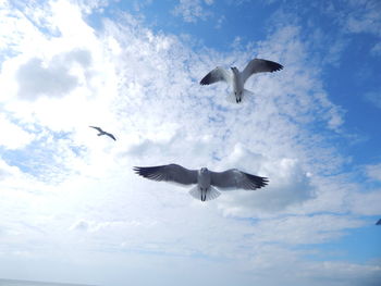 Low angle view of birds flying against the sky