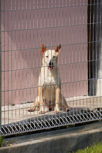 Stray dog sitting in a weird position