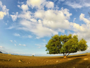 Trees on landscape against cloudy sky