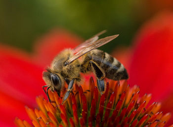 Close-up of bee pollinating on flower