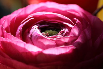 Close-up of pink rose