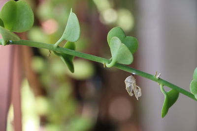 Close-up of fresh green plant