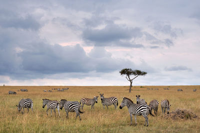 Zebras in masai mara against sky