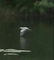 Close-up of bird flying over lake