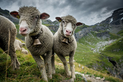 Portrait of sheep standing on land