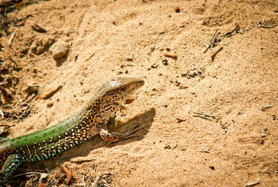 High angle view of lizard on sand