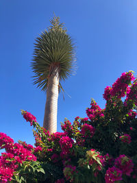 Low angle view of flowering plant against clear blue sky