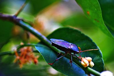 Close-up of damselfly on plant