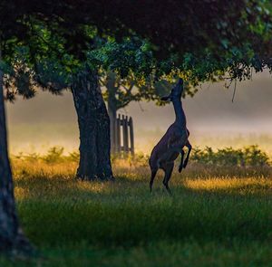 Horse on field