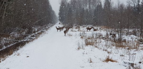 Scenic view of snow covered land