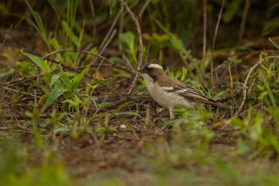 Bird perching on a land