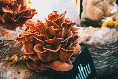 Close-up of wilted flower plant