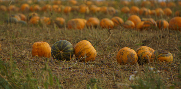 View of pumpkins on field