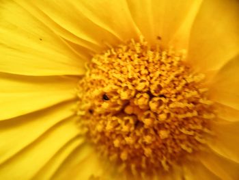 Macro shot of yellow flower