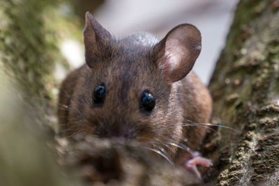 Close-up of an animal