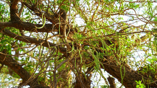 Low angle view of a tree