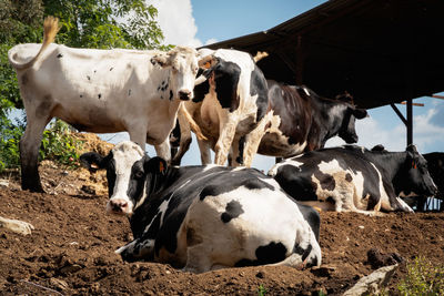 Cows in a field