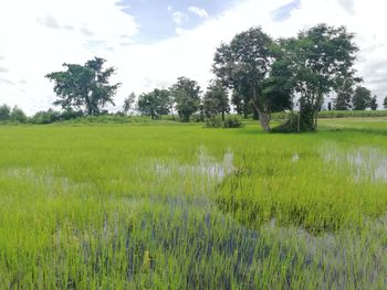 Scenic view of field against sky