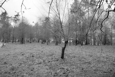 Bare trees against sky