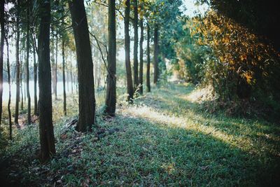 Trees growing in forest