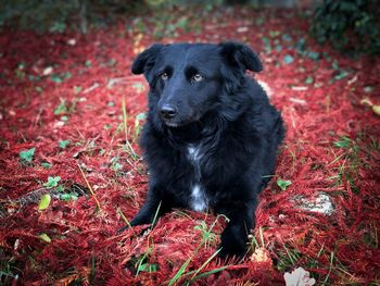 Portrait of black dog sitting on red pine needles fallen on the ground